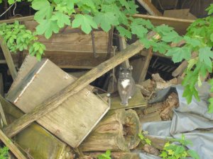 Grosses Bild anzeigen